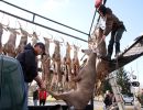 20161116 mancelona 62th buck pole 2016