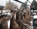 20211116 mancelona 67th buck pole 2021